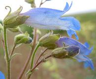 Penstemon radicosus