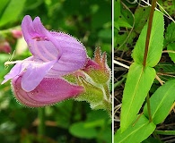 Penstemon rattanii