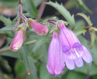 Penstemon richardsonii