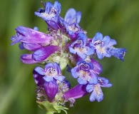 Penstemon rydbergii