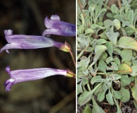 Penstemon scapoides