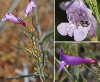 Penstemon sepalulus