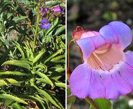 Penstemon spectabilis