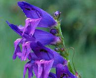 Penstemon strictus