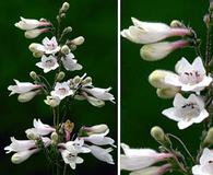 Penstemon subglaber