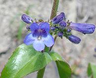 Penstemon subserratus