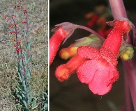 Penstemon superbus