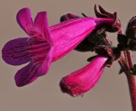 Penstemon triflorus