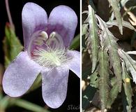 Penstemon triphyllus