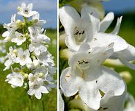 Penstemon tubaeflorus