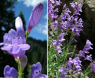 Penstemon venustus