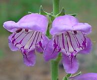 Penstemon virgatus