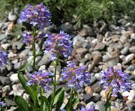 Penstemon washingtonensis