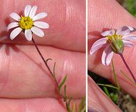 Pentachaeta bellidiflora