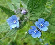 Pentaglottis sempervirens