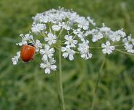 Perideridia americana