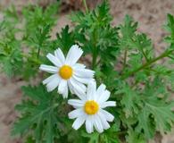 Perityle crassifolia