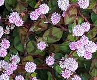 Persicaria capitata