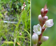 Persicaria careyi