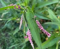 Persicaria extremiorientalis