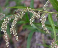 Persicaria glabra