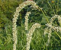 Persicaria lapathifolia