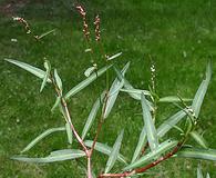 Persicaria minor