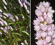 Persicaria pensylvanica