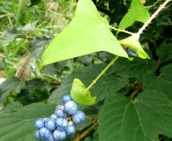 Persicaria perfoliata