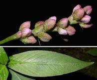 Persicaria posumbu