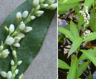 Persicaria robustior