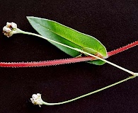 Persicaria sagittata