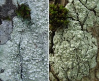 Pertusaria paratuberculifera