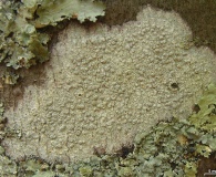 Pertusaria pustulata