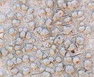 Pertusaria subpertusa