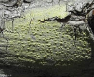 Pertusaria xanthodes