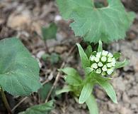 Petasites japonicus