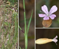 Petrorhagia prolifera