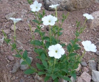 Petunia axillaris