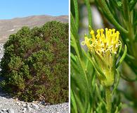 Peucephyllum schottii