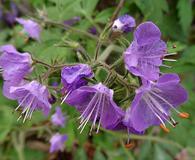 Phacelia bipinnatifida