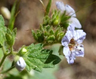 Phacelia bolanderi