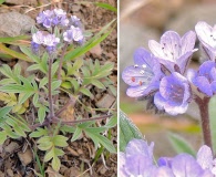 Phacelia breweri