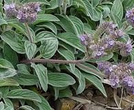 Phacelia californica