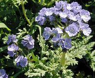 Phacelia ciliata