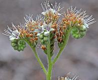 Phacelia coerulea