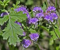 Phacelia congesta