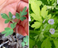 Phacelia covillei