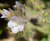 Phacelia cryptantha