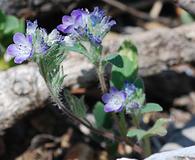 Phacelia davidsonii